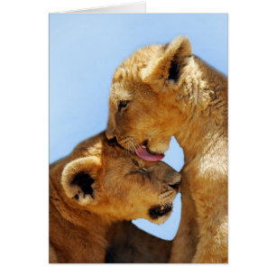 Liebe für Löwen