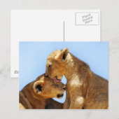 Liebe für Löwen Postkarte (Vorne/Hinten)
