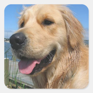 Liebe Golden Retriever Puppy Docking Stickers