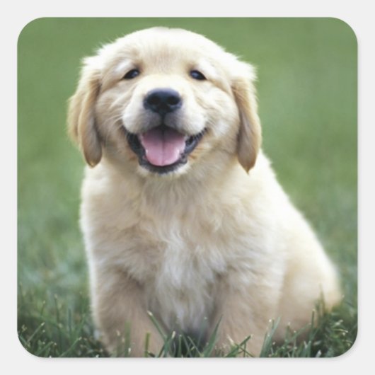 Liebe Golden Retriever Puppy Docking Stickers (Vorderseite)