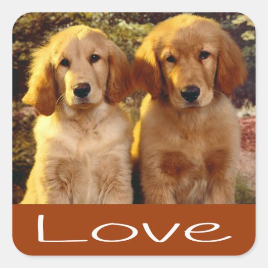 Liebe Golden Retriever Welpe Hunde braune Kleber Quadratischer Aufkleber (Vorderseite)