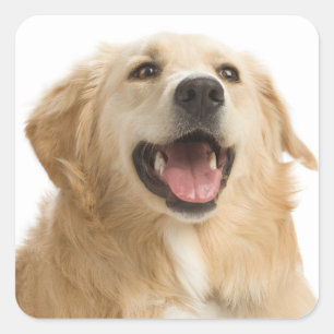 Liebe Golden Retriever Welpen Hund Aufkleber