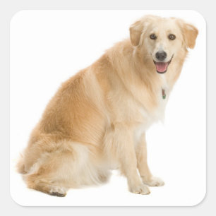Liebe Golden Retriever Welpen Hund Aufkleber