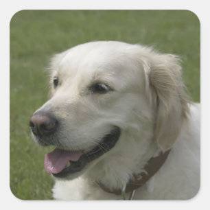 Liebe Golden Retriever Welpen Hund Aufkleber