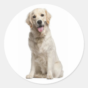Liebe Golden Retriever Welpen Hund Aufkleber