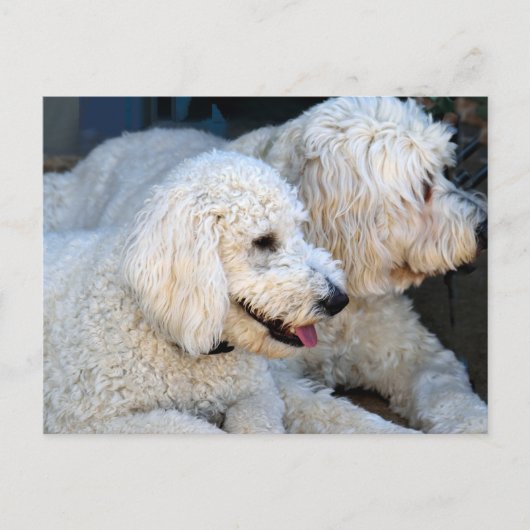 Liebe Goldendoodles Postkarte (Vorderseite)