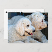 Liebe Goldendoodles Postkarte (Vorne/Hinten)