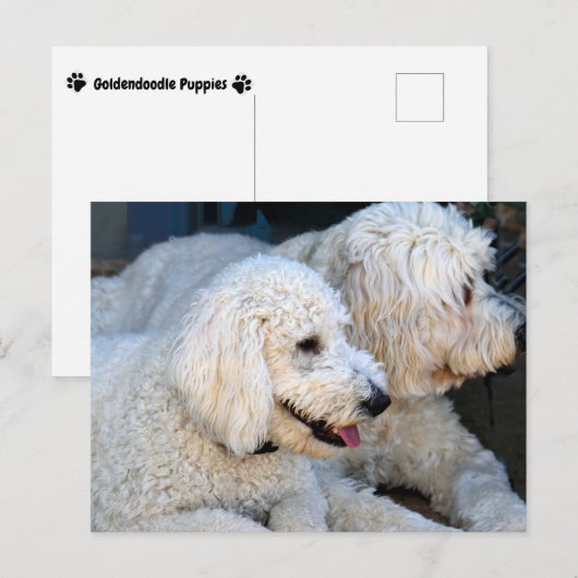 Liebe Goldendoodles Postkarte (Vorne/Hinten)
