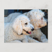 Liebe Goldendoodles Postkarte (Vorderseite)
