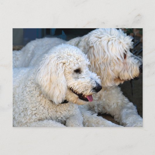 Liebe Goldendoodles Postkarte (Vorderseite)