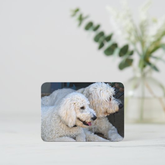 Liebe Goldendoodles Visitenkarte (Stehend Vorderseite)