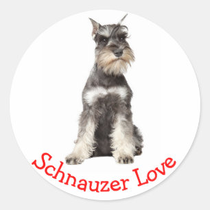 Liebe Gray Schnauzer Welpen-Hundeaufkleber Runder Aufkleber