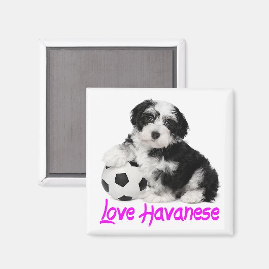 Liebe Havanese Puppy Dog Magnet (Vorderseite/Rückseite)
