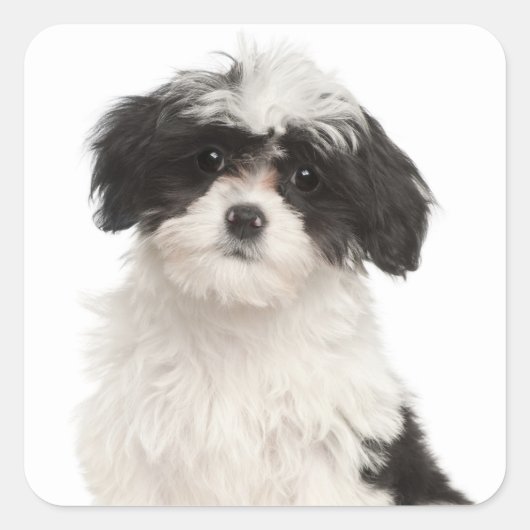Liebe Havanese Puppy Hunde Stickers Siegel (Vorderseite)