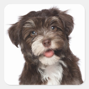 Liebe Havanese Puppy Hunde Stickers Siegel