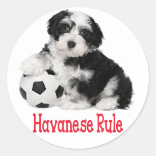 Liebe Havanese Puppy Hunde Stickers Siegel