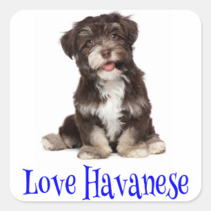 Liebe Havanese Welpenhund Aufkleber