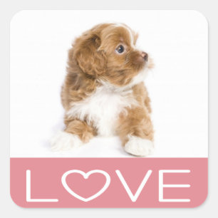 Liebe Havanese Welpenhund Sticker