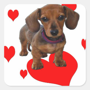 Liebe (Herz) Dachshund - Dackel Quadratischer Aufkleber