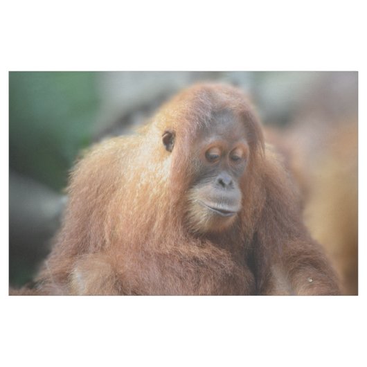 Liebe I Orang-Utans Stoff (Yard (91,4 cm))