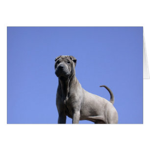 Liebe ich, Liebe mein Hund…