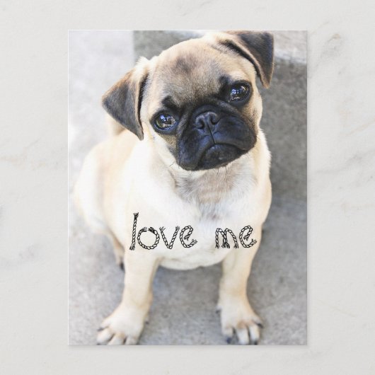 Liebe ich - niedliche Mops Postkarte (Vorderseite)