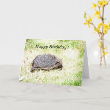 Liebe Igel