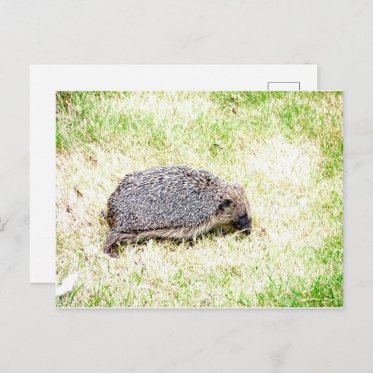 Liebe Igel Postkarte (Vorne/Hinten)