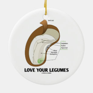 Liebe Ihre Hülsenfrüchte (Bohne Dicotyledon) Keramik Ornament