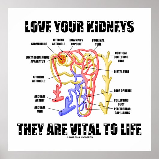 Liebe Ihre Nieren Sie sind lebenswichtig (Nephron) Poster (Vorne)