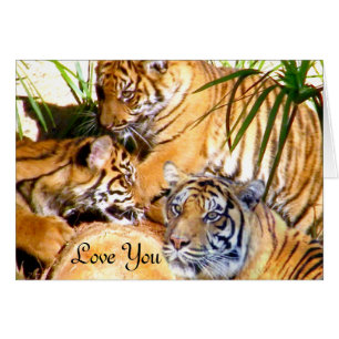 Liebe immer, Tigers_