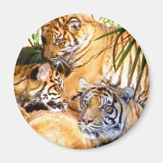 Liebe immer, Tigers_ Magnet (Vorne)