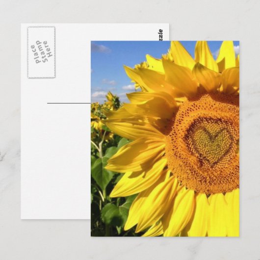 Liebe in den Sonnenblumen Postkarte (Vorne/Hinten)