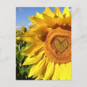 Liebe in den Sonnenblumen Postkarte (Vorderseite)