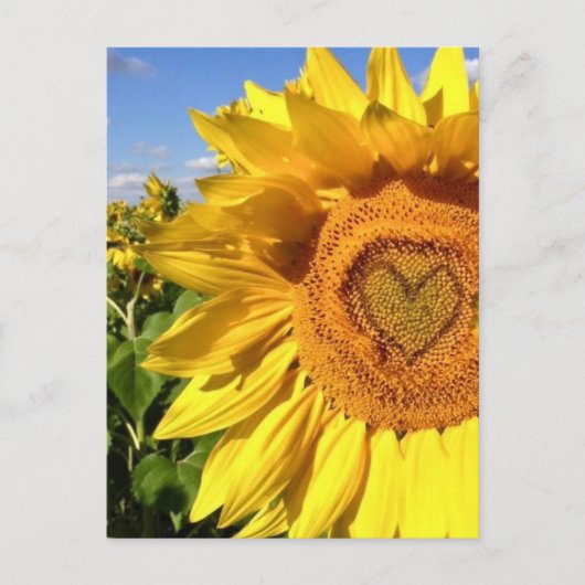 Liebe in den Sonnenblumen Postkarte (Vorderseite)
