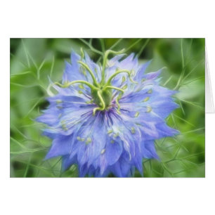 Liebe in einem Nebel - Nigella Damascena