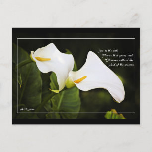 Liebe ist die einzige Blume Postkarte