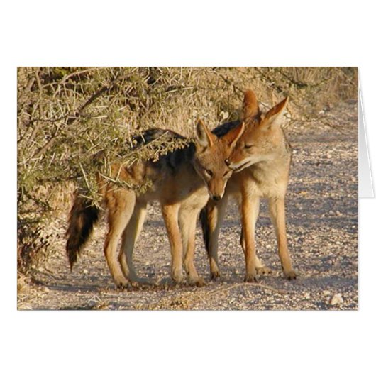 Liebe ist in der Luft (Jackals) Karte (Vorderseite (Horizontal))
