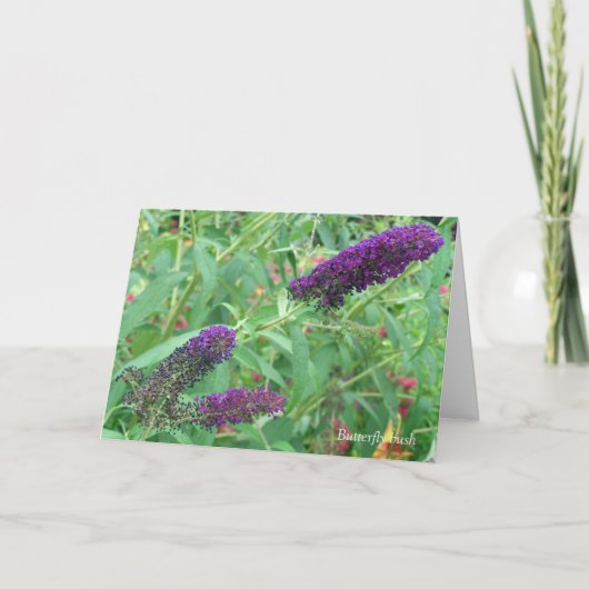 Liebe ist wie eine Schmetterlingszitat-Grußkarte Karte (Vorderseite)