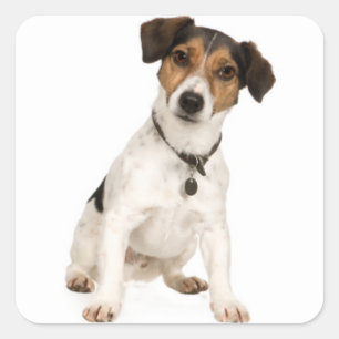 Liebe Jack Russell Terrier Welpe Dog Sticker / Sie