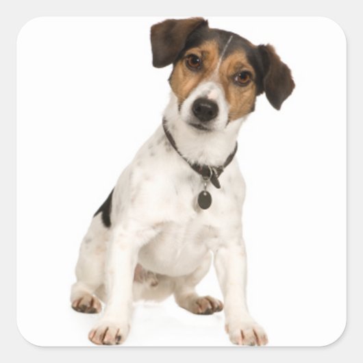 Liebe Jack Russell Terrier Welpe Dog Sticker / Sie (Vorderseite)