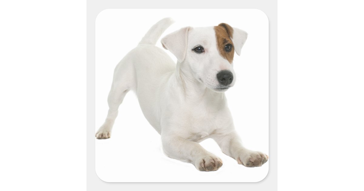 Liebe Jack Russell Terrier Welpe Hund Weiß Braun Quadratischer