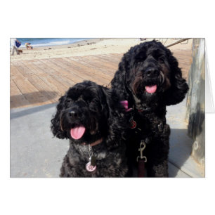 Liebe kardieren für immer