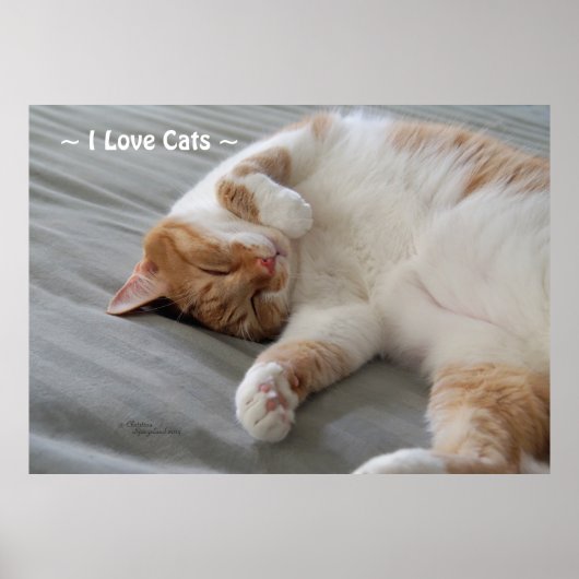 Liebe Katzen niedliche Katzen schlafend Poster (Vorne)