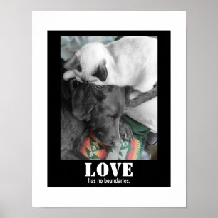 Liebe kennt keine Grenzen Katze Hund Fotografie Poster