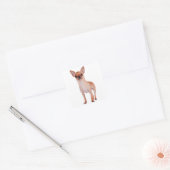 Liebe Kurz Hair Chihuahua Welpe Hund Quadratischer Aufkleber (Umschlag)