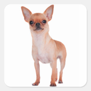 Liebe Kurz Hair Chihuahua Welpe Hund Quadratischer Aufkleber