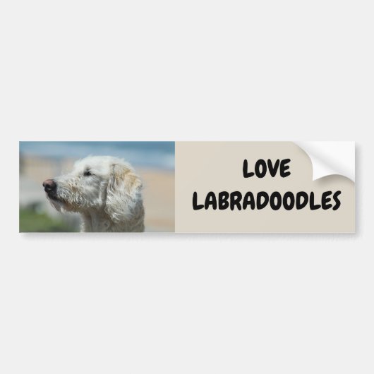 Liebe Labradoodles Autoaufkleber (Vorne)