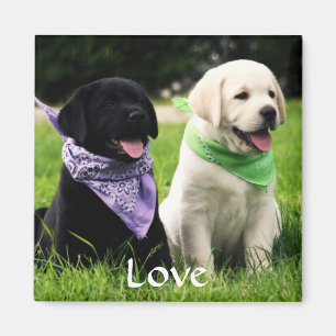 Liebe Labrador Retriever Puppies Kühlschrankmagne Magnet