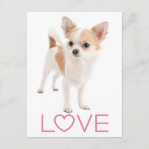 Liebe Langhaar Chihuahua Welpen Hund Postkarte